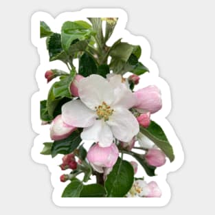 Apple Blossom Sticker